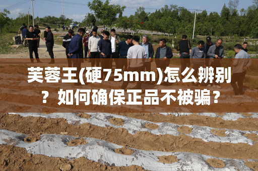 芙蓉王(硬75mm)怎么辨别？如何确保正品不被骗？
